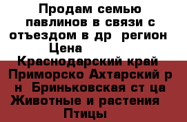 Продам семью павлинов в связи с отъездом в др. регион › Цена ­ 45 000 - Краснодарский край, Приморско-Ахтарский р-н, Бриньковская ст-ца Животные и растения » Птицы   